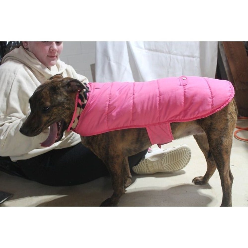 dog coat